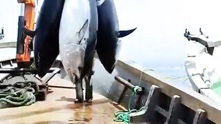 Big Tortoise And Tuna Fish
