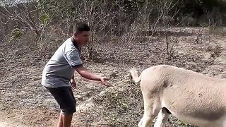 The cows tail