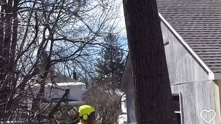 I have cut down hundreds of trees but this is new to me.
