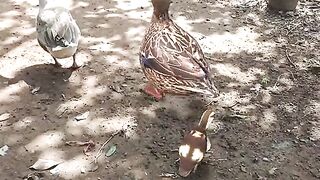 Duck Dance