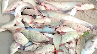 Fish dakhain