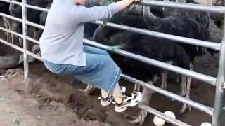 Collect eggs from ostrich