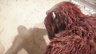 Godzilla and Kong fight angest sarkar king and shemo