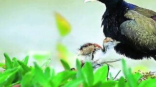 Animal mother care