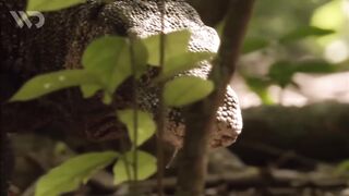 KOMODO INDONESIA