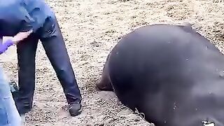 Vet refives the cow by removing the trapped gas