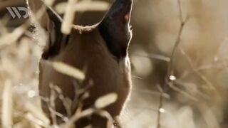 CARACAL