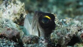 JAWFISH