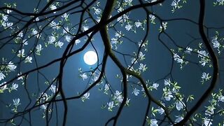 Night relaxing view