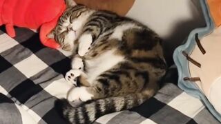 funny cat