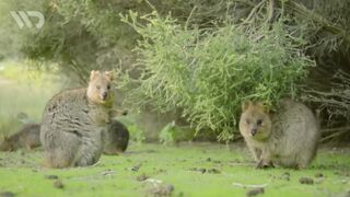 QUOKKA