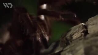 TARANTULA