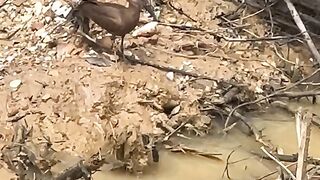 The bird try to kill snake