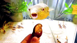Fish fish fish