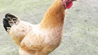 Desi murgi sound