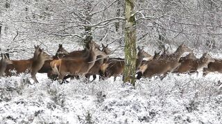Deers