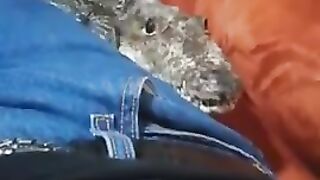 Just a scaly doggo, nothing to see here...