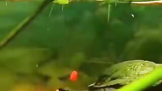 Aquascape