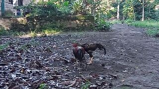 Bukan ayam jago aduan
