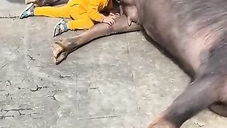 Buffalo New