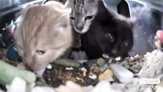 3 types of cats