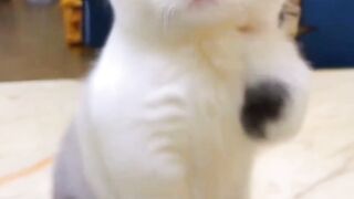 Cute cat ????????????