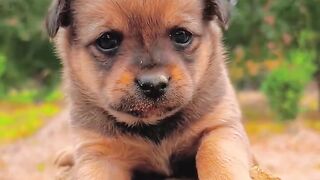 Dogs can heal all unhappiness