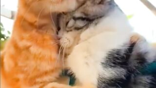 Cats and cats in spring cosa sei