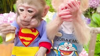 Cute monkeys etaing