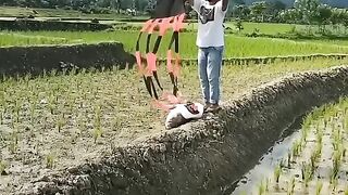 Patang