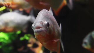 PIRANHA