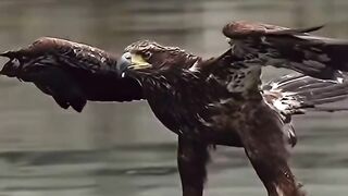 amazing bald eagle _wildlife _eagle _beautiful _birds _bird _beauty _relaxing _relaxation _nature _naturelovers _cute _colors wildlife