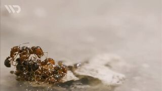 FIRE ANTS