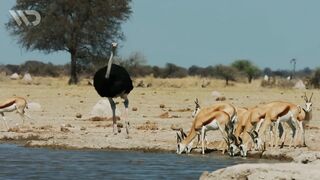 OSTRICH