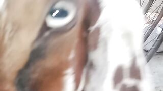 Baby goat so cute ????????????