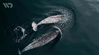 DRILL WHALE