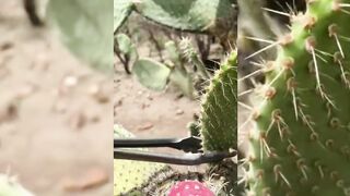 A video that really spoils your eyes
