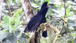 UMBRELLA BIRDS