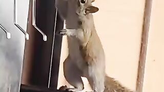 Clever little guy