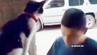 cats are too loving