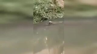 How Do Wild Animals Have Fun - (Warning_ Wholesome)