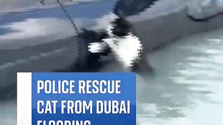 Cat rescued in Dubai flooding