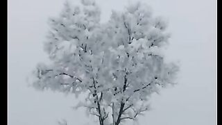 Beautiful scenery of snowfall in Kashmir Beautiful scenery of snowfall in Kashmir