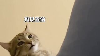 When a cat finds out her owner wants her to be neutered