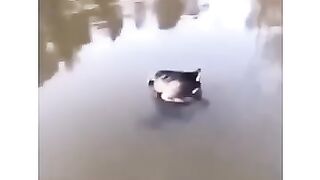 Жаба попутала