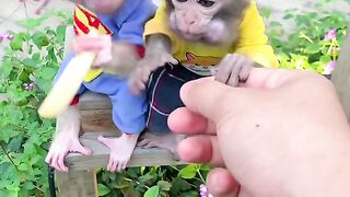 Cute monkeys