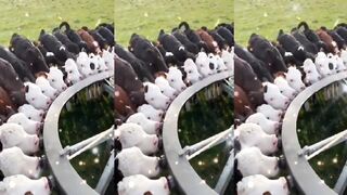 So cute ???? cows ????