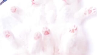 Cutest cats ????