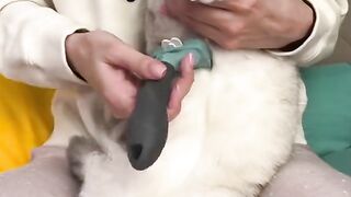 Cats beauty tips ????????????