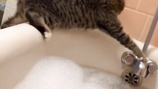 funny cat